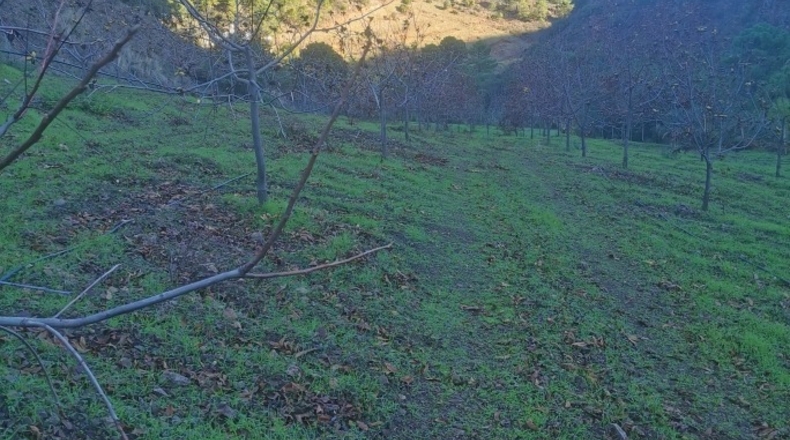 Málaga - Istán - 50000m2