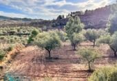 Finca rústica en venta en la Camí de la Cabana de l'Espardenyer, Ascó, ref: TR67227 foto