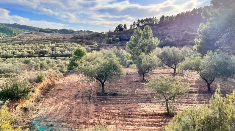 Tarragona - Ascó - 50488m2