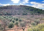 Finca rústica en venta en la Camí de la Cabana de l'Espardenyer, Ascó, ref: TR67227 foto