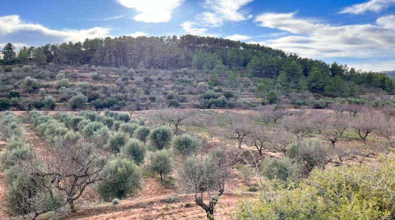 Tarragona - Ascó - 50488m2