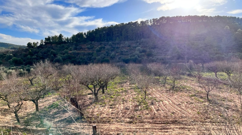 Tarragona - Ascó - 50488m2