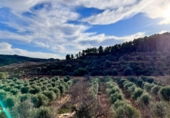 Finca rústica en venta en la Camí de la Cabana de l'Espardenyer, Ascó, ref: TR67227 foto