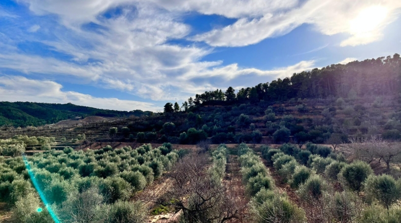 Tarragona - Ascó - 50488m2