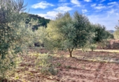 Finca rústica en venta en la Camí de la Cabana de l'Espardenyer, Ascó, ref: TR67227 foto