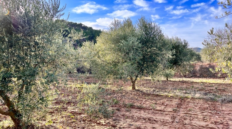 Tarragona - Ascó - 50488m2