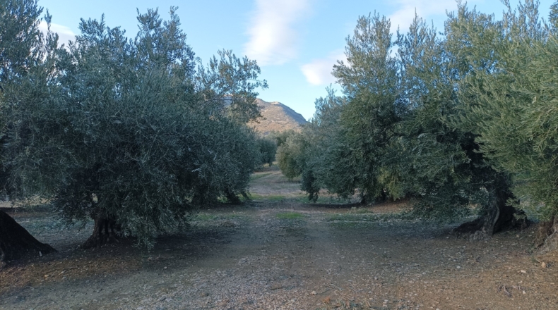 Jaén - Los Villares - 21000m2