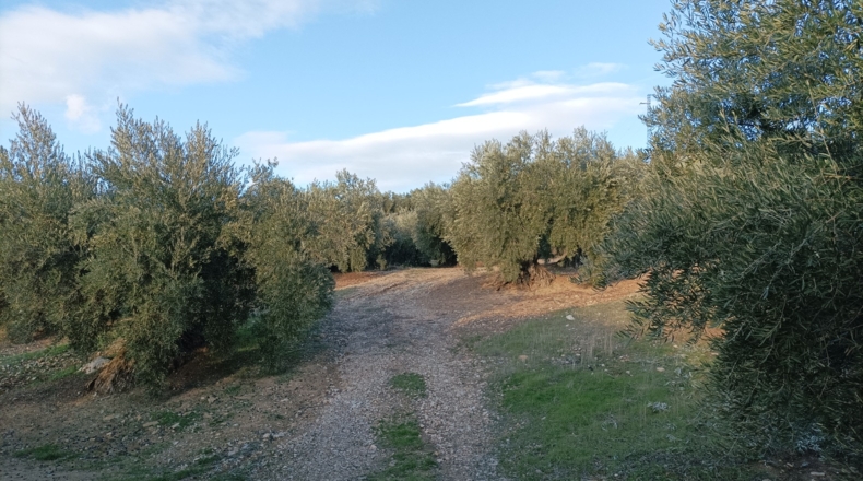 Jaén - Los Villares - 21000m2