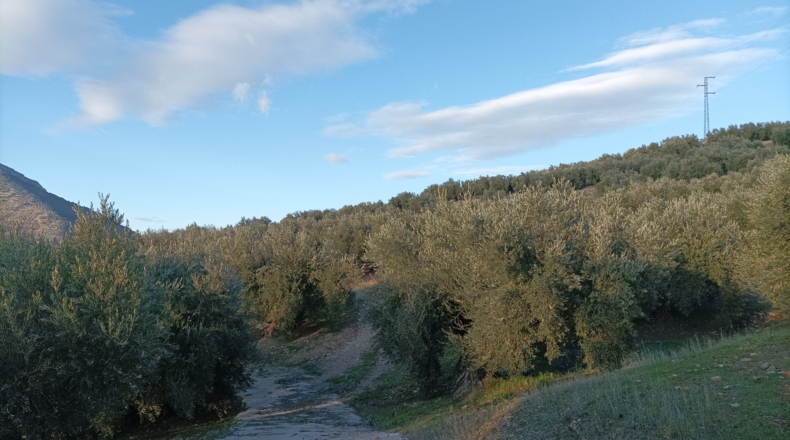 Jaén - Los Villares - 21000m2