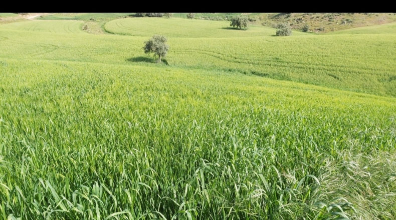 Málaga - Almogía - 10000m2