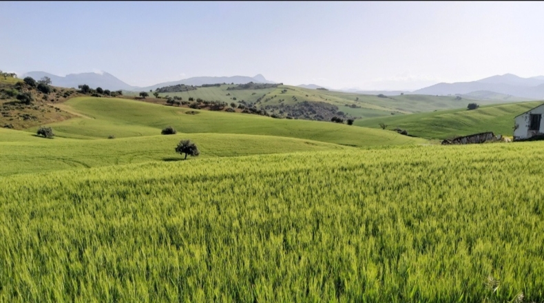 Málaga - Almogía - 10000m2