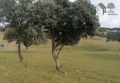 Terreno no urbanizable en venta en la Ronda Supernorte, Cáceres, ref: TR67260 foto