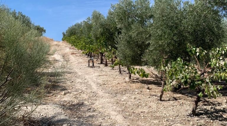 Granada - Píñar - 42420m2
