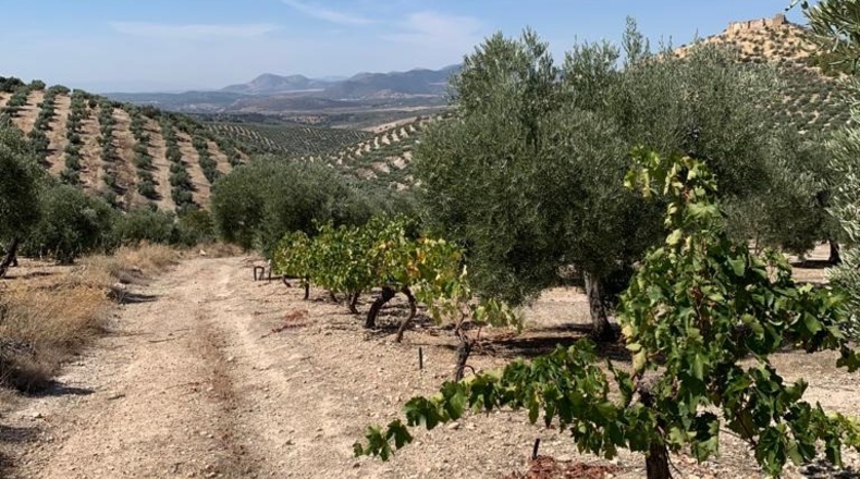 Granada - Píñar - 42420m2