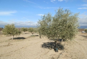 Orgaz 120000&nbsp;m²