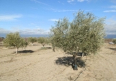 Finca rústica en venda a la villaminaya, Orgaz, ref.: TR67244 foto