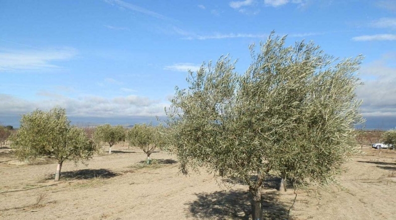 Toledo - Orgaz - 120000m2