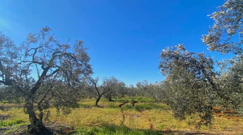 Sevilla - Utrera - 26000m2