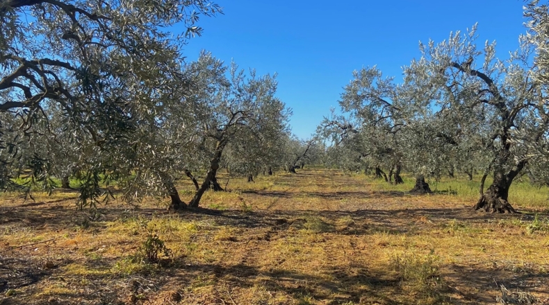 Sevilla - Utrera - 26000m2