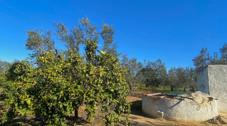 Sevilla - Utrera - 26000m2