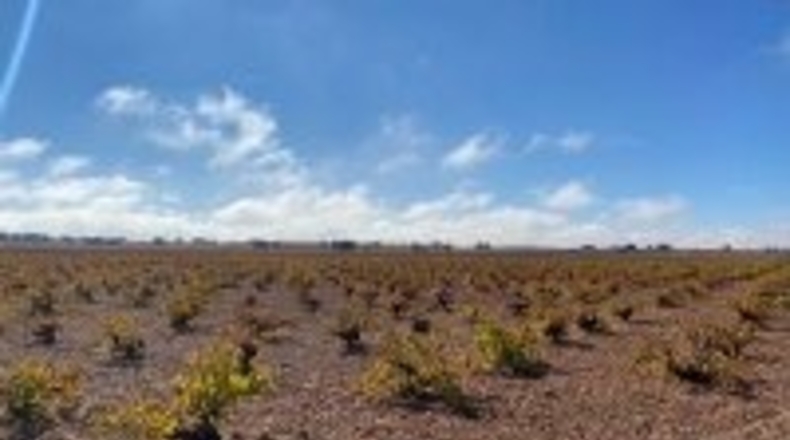 Ciudad Real - Campo de Criptana - 347000m2