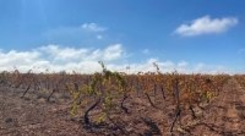 Ciudad Real - Campo de Criptana - 347000m2