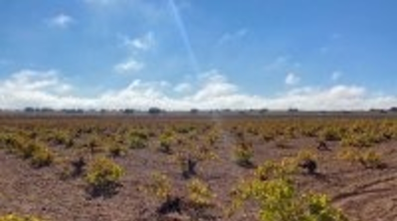 Ciudad Real - Campo de Criptana - 347000m2