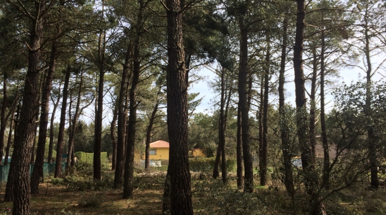 Segovia - Urbanización Pinar de Parraces - 2600m2