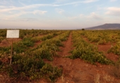 Non-developable land for sale on CTRA VILLARRUBIA A ARENAS DE SAN JUAN KM 4, Las Labores, ref: TR67910 photo