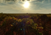 Non-developable land for sale on CTRA VILLARRUBIA A ARENAS DE SAN JUAN KM 4, Las Labores, ref: TR67910 photo
