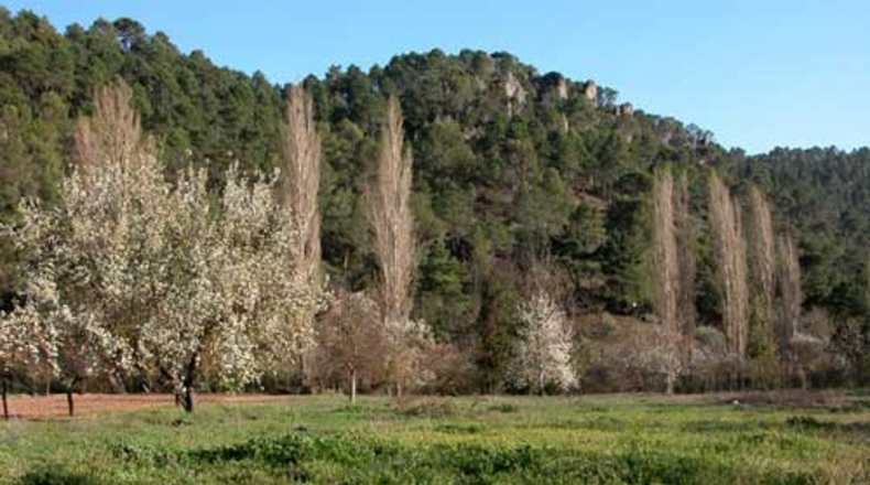 Jaén - Cañada Catena - 3830m2