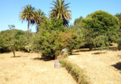 Land suitable for development for sale on trians, Negreira, ref: TR68326 photo