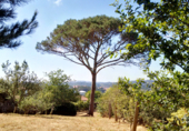 Land suitable for development for sale on trians, Negreira, ref: TR68326 photo