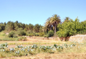 Land suitable for development for sale on trians, Negreira, ref: TR68326 photo