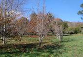 Land suitable for development for sale on trians, Negreira, ref: TR68326 photo
