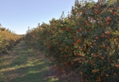 Земельный участок на продажу в городе la Galera Фото