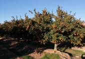 Земельный участок на продажу в городе la Galera Фото