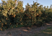Земельный участок на продажу в городе la Galera Фото