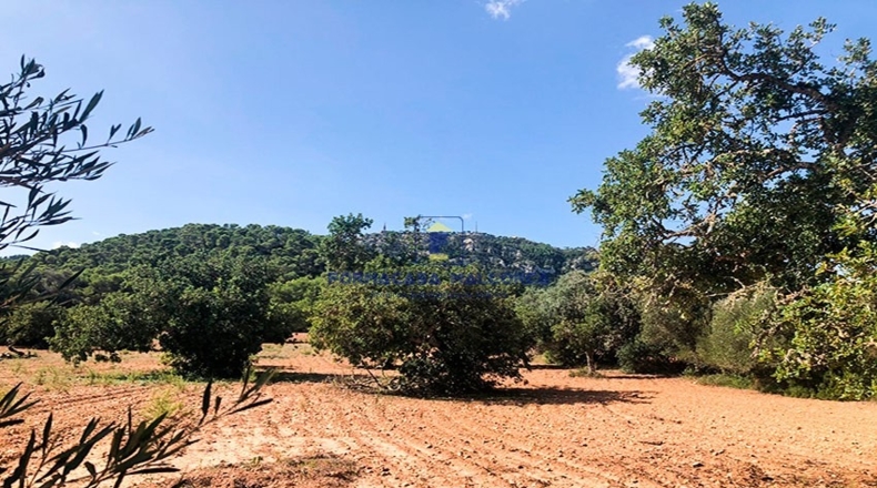 Islas Baleares - Felanitx - 15300m2