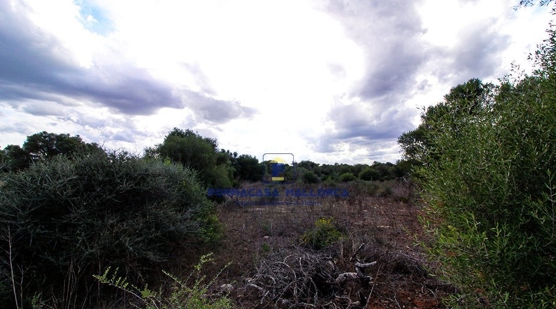 Islas Baleares - Santa Margarita - 15000m2