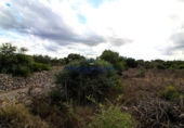Land suitable for development for sale on diseminado, Santa Margalida, ref: TR68531 photo
