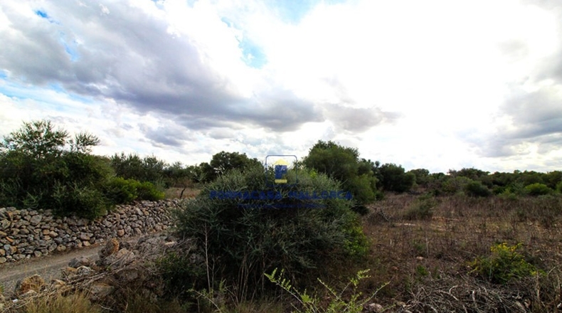 Islas Baleares - Santa Margarita - 15000m2