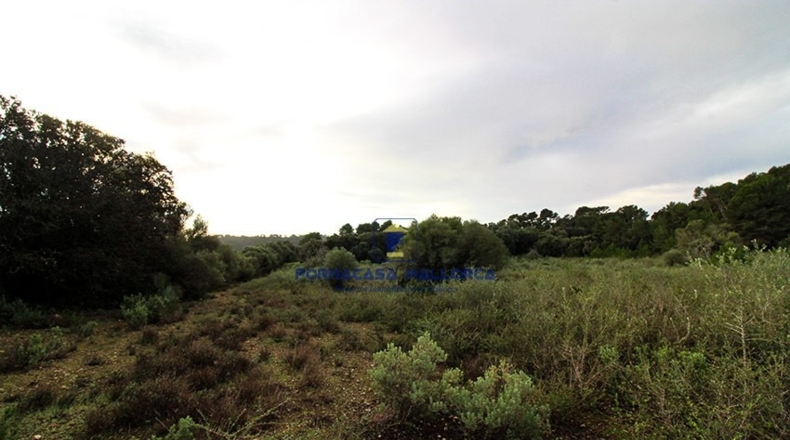 Islas Baleares - Lluchmayor - 55300m2