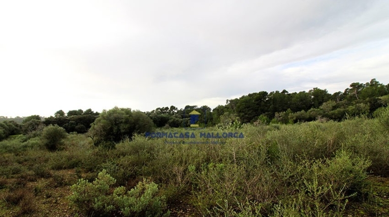 Islas Baleares - Lluchmayor - 55300m2