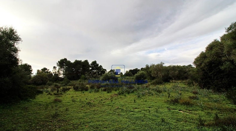 Islas Baleares - Lluchmayor - 55300m2