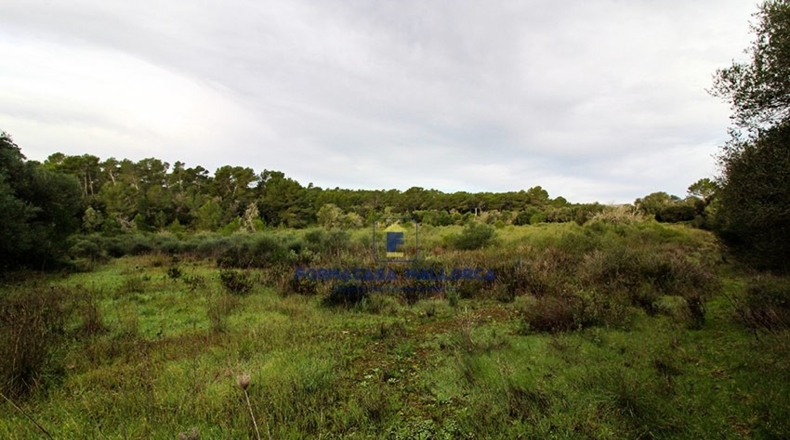 Islas Baleares - Lluchmayor - 55300m2