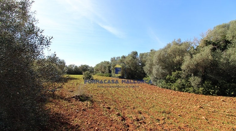 Islas Baleares - Campos - 35250m2