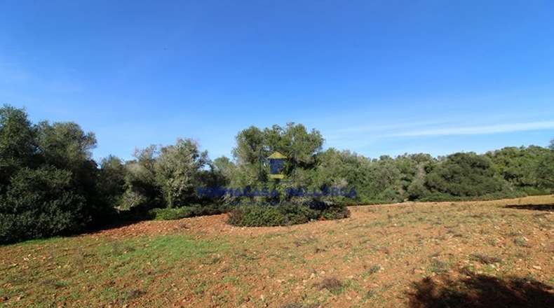 Islas Baleares - Campos - 35250m2