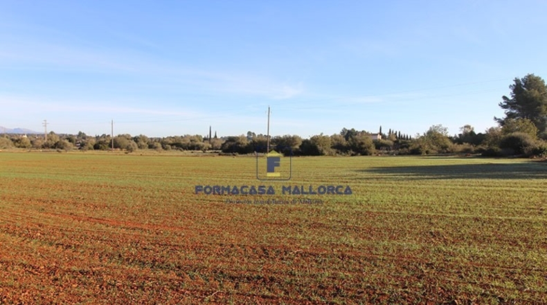 Islas Baleares - Algaida - 14300m2