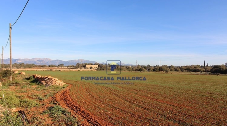 Islas Baleares - Algaida - 14300m2